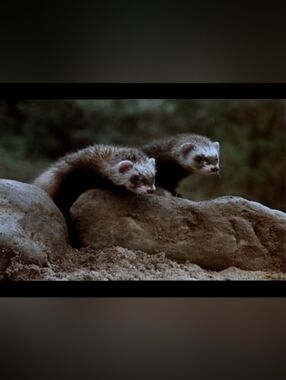 Custom Fridge Magnet Beastmaster Ferrets